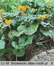 Ligularia dentata Desdemona
