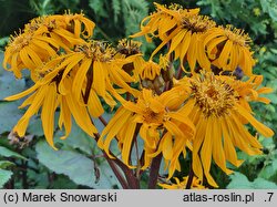 Ligularia dentata Desdemona