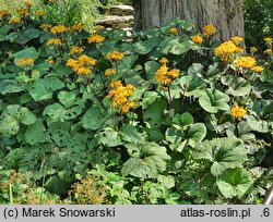 Ligularia dentata Desdemona