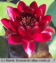 Nymphaea hort. Black Princess