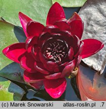 Nymphaea hort. Black Princess