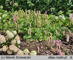 Sanguisorba hakusanensis Lilac Squirrel
