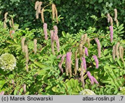 Sanguisorba hakusanensis Lilac Squirrel