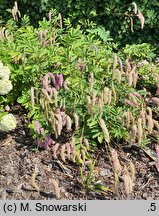 Sanguisorba hakusanensis Lilac Squirrel