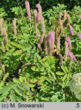 Sanguisorba hakusanensis Lilac Squirrel