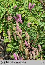 Sanguisorba hakusanensis Lilac Squirrel