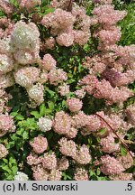 Hydrangea paniculata Sundae Fraise
