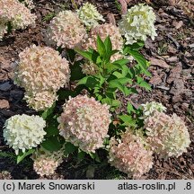 Hydrangea paniculata Panama