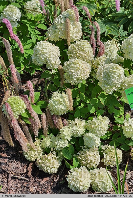 Hydrangea paniculata Pandora