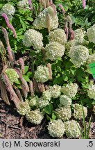 Hydrangea paniculata Pandora