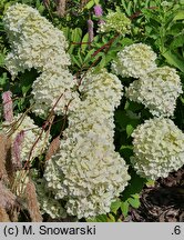 Hydrangea paniculata Pandora