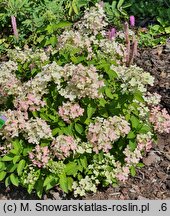 Hydrangea paniculata Panflora