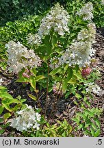 Hydrangea paniculata Panzola