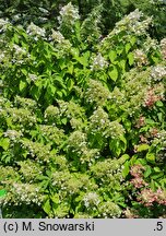 Hydrangea paniculata Brussels Lace