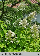 Hydrangea paniculata Brussels Lace