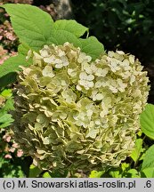 Hydrangea arborescens Candybelle