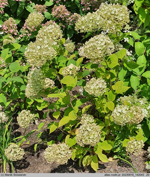 Hydrangea arborescens Candybelle