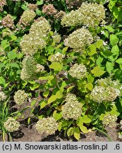 Hydrangea arborescens Candybelle