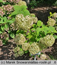 Hydrangea arborescens Candybelle