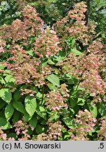 Hydrangea paniculata Wim's Red