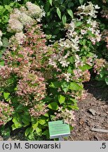 Hydrangea paniculata Rencolor