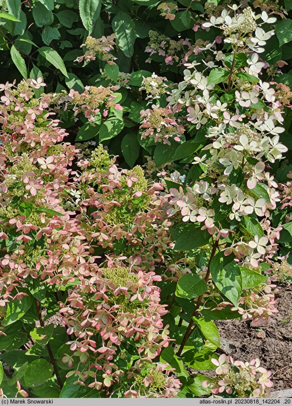 Hydrangea paniculata Rencolor