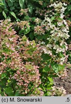 Hydrangea paniculata Rencolor
