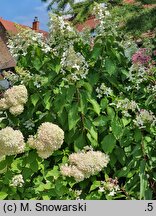 Hydrangea paniculata Levana