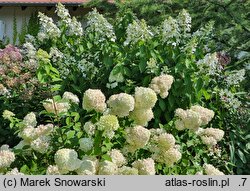 Hydrangea paniculata Levana