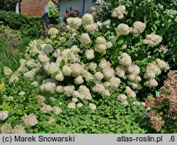 Hydrangea paniculata Bombshell