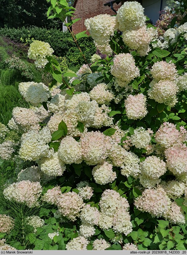 Hydrangea paniculata Bombshell
