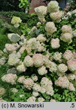 Hydrangea paniculata Bombshell