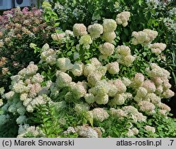 Hydrangea paniculata Bombshell