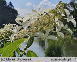 Hydrangea paniculata Le Vasterival