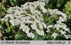 Hydrangea arborescens Strong Annabelle