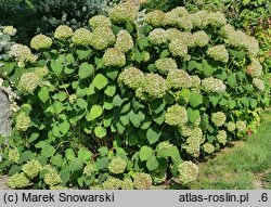 Hydrangea arborescens Strong Annabelle