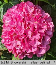 Hydrangea macrophylla Masja