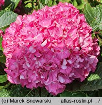 Hydrangea macrophylla Masja