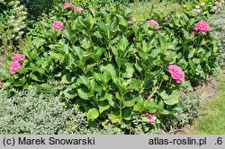 Hydrangea macrophylla Masja