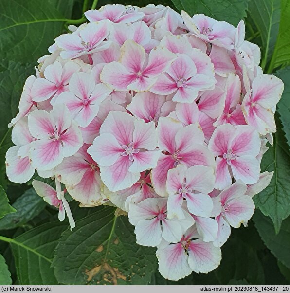 Hydrangea macrophylla Frau Mariko