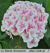 Hydrangea macrophylla Frau Mariko