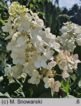 Hydrangea paniculata Mega Mindy