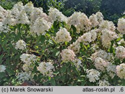 Hydrangea paniculata Panzola