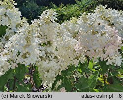 Hydrangea paniculata Panzola