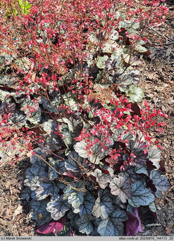 Heuchera Glitter