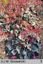 Heuchera Glitter