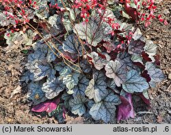 Heuchera Glitter