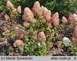 Hydrangea paniculata Pandalus