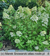 Hydrangea paniculata Pandria