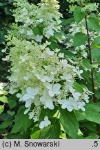 Hydrangea paniculata Pandria